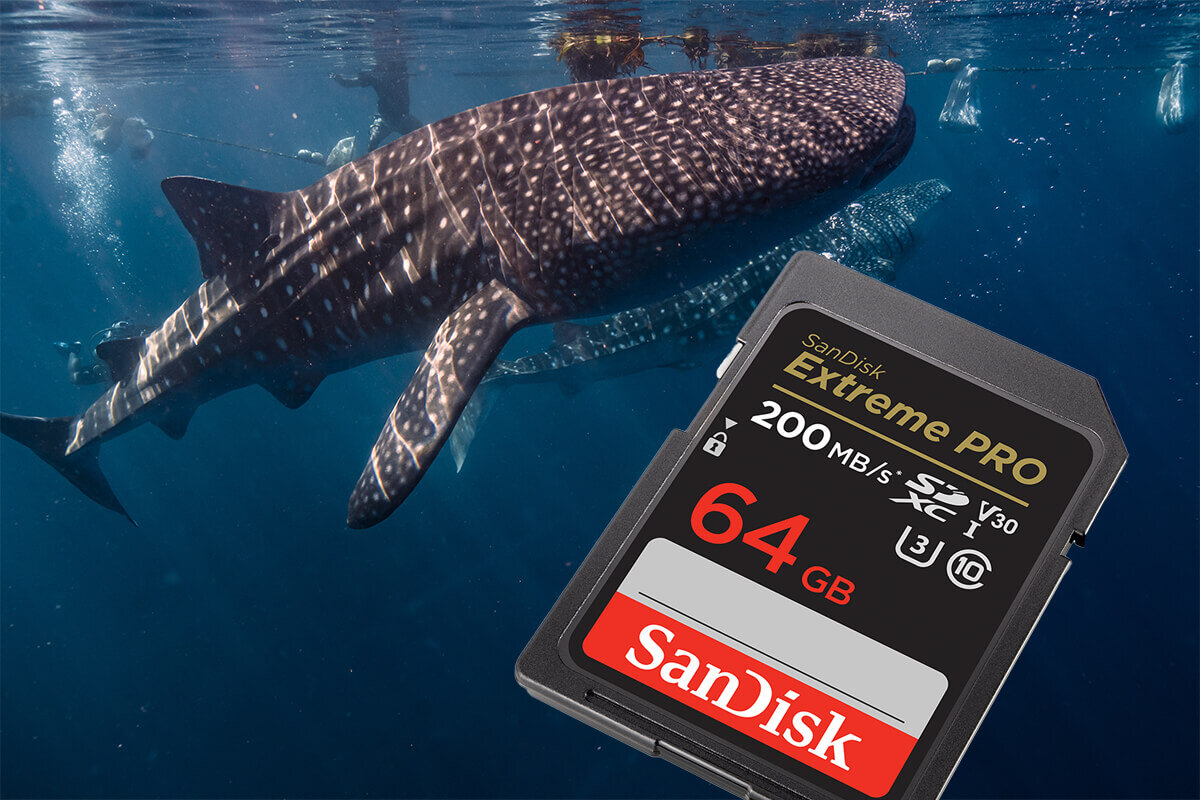 karta sandisk zdjecie lifestyle